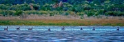 C004_190510_320_Geese_12x4_300ppi_web_1920px_72ppi